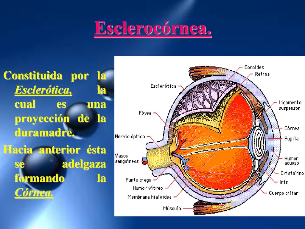 Esclerocórnea. Constituida por la Esclerótica, la cual es una proyección de la duramadre.