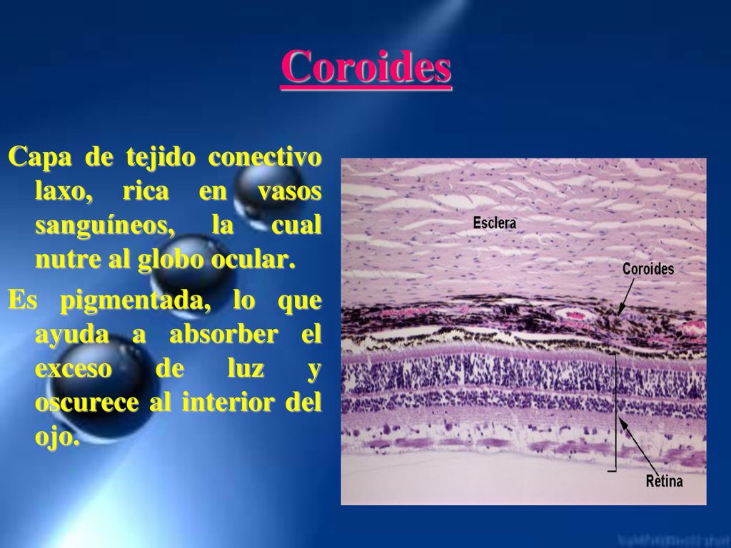 Coroides Capa de tejido conectivo laxo, rica en vasos sanguíneos, la cual nutre al globo ocular.