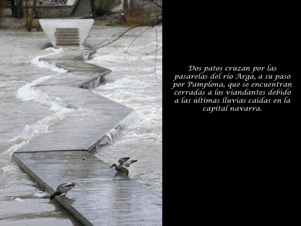 Dos patos cruzan por las pasarelas del río Arga, a su paso por Pamplona, que se encuentran cerradas a los viandantes debido a las últimas lluvias caídas en la capital navarra.