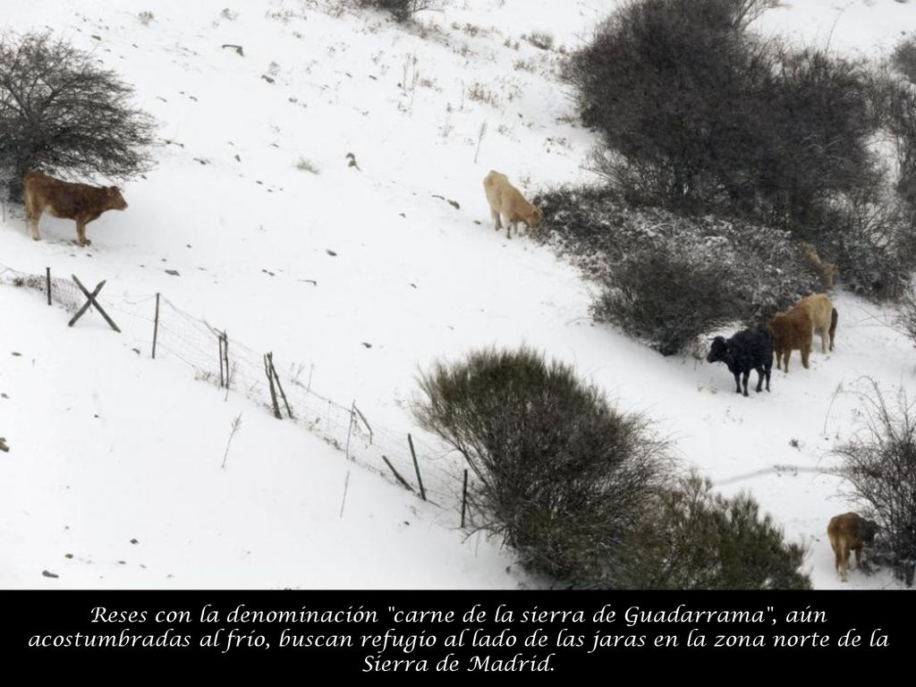 Reses con la denominación carne de la sierra de Guadarrama , aún acostumbradas al frío, buscan refugio al lado de las jaras en la zona norte de la Sierra de Madrid.