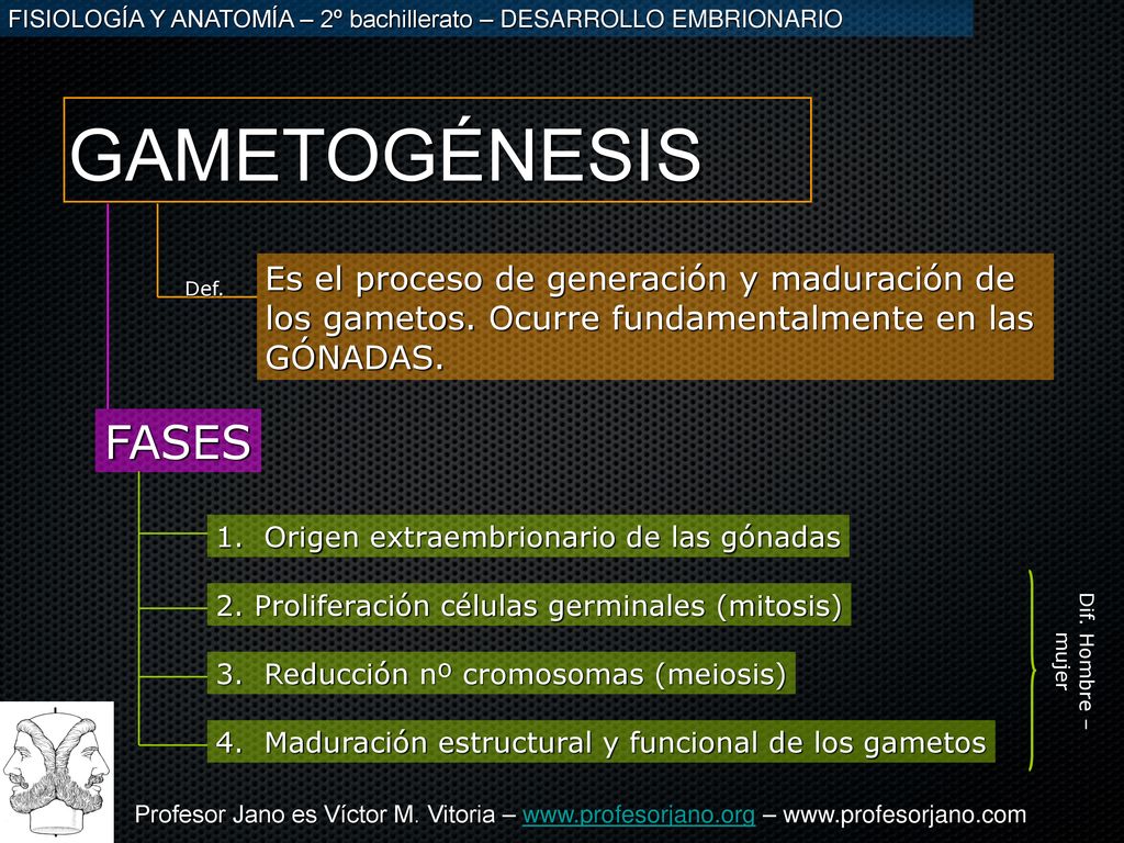 GAMETOGÉNESIS Es el proceso de generación y maduración de los gametos. Ocurre fundamentalmente en las GÓNADAS.