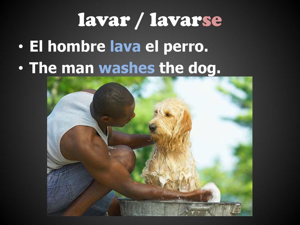 lavar / lavarse El hombre lava el perro. The man washes the dog.