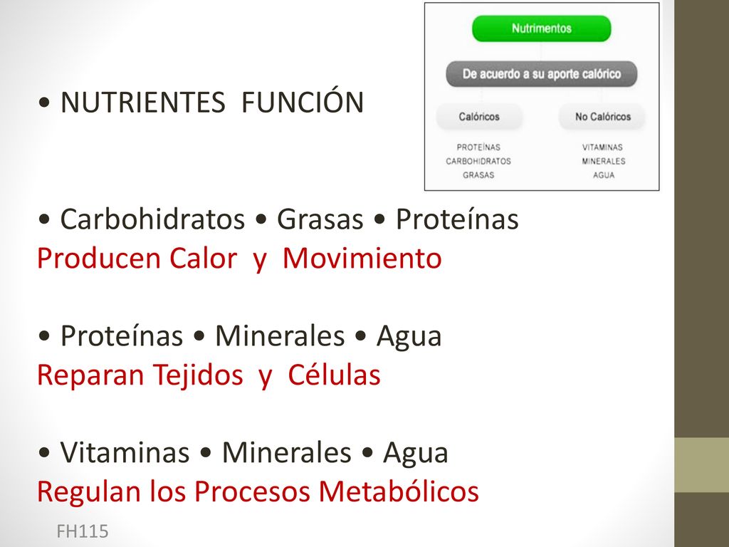 • Carbohidratos • Grasas • Proteínas Producen Calor y Movimiento