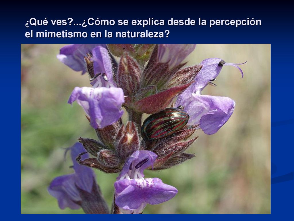 ¿Qué ves ...¿Cómo se explica desde la percepción el mimetismo en la naturaleza