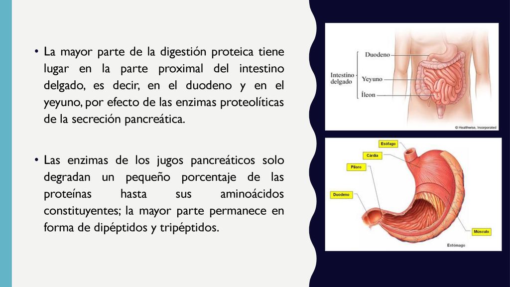 La mayor parte de la digestión proteica tiene lugar en la parte proximal del intestino delgado, es decir, en el duodeno y en el yeyuno, por efecto de las enzimas proteolíticas de la secreción pancreática.