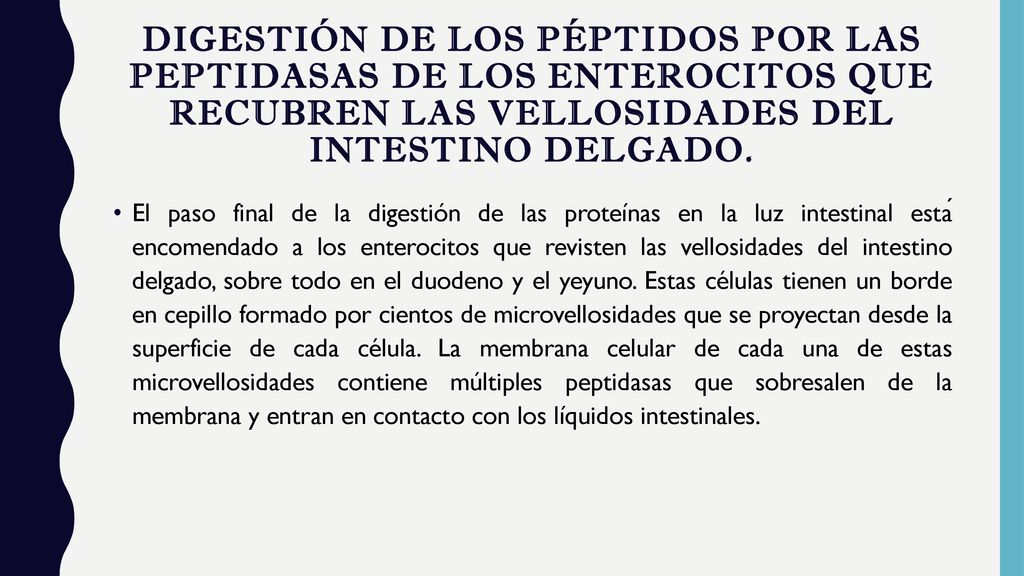 Digestión de los péptidos por las peptidasas de los enterocitos que recubren las vellosidades del intestino delgado.