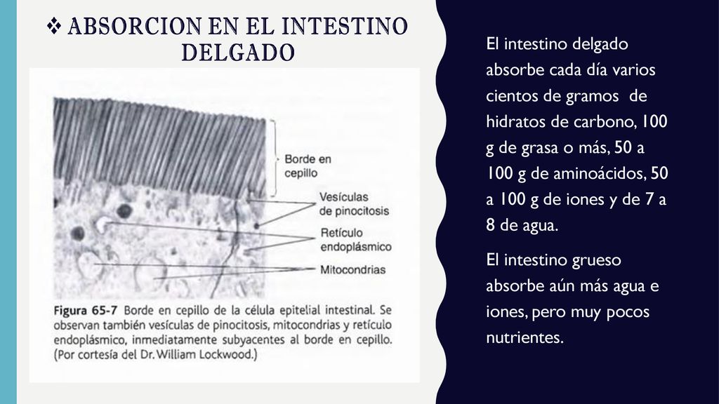 El intestino delgado absorbe cada día varios cientos de gramos de hidratos de carbono, 100 g de grasa o más, 50 a 100 g de aminoácidos, 50 a 100 g de iones y de 7 a 8 de agua.
