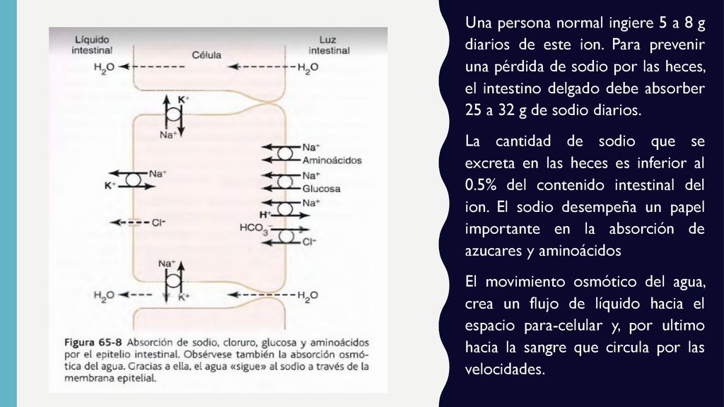 Una persona normal ingiere 5 a 8 g diarios de este ion