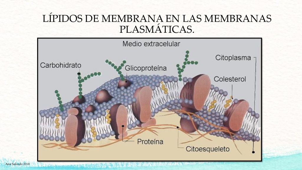 LÍPIDOS DE MEMBRANA EN LAS MEMBRANAS PLASMÁTICAS.