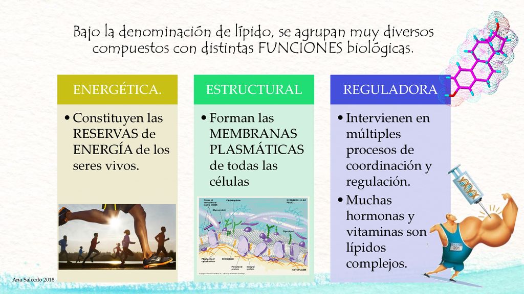 Bajo la denominación de lípido, se agrupan muy diversos compuestos con distintas FUNCIONES biológicas.