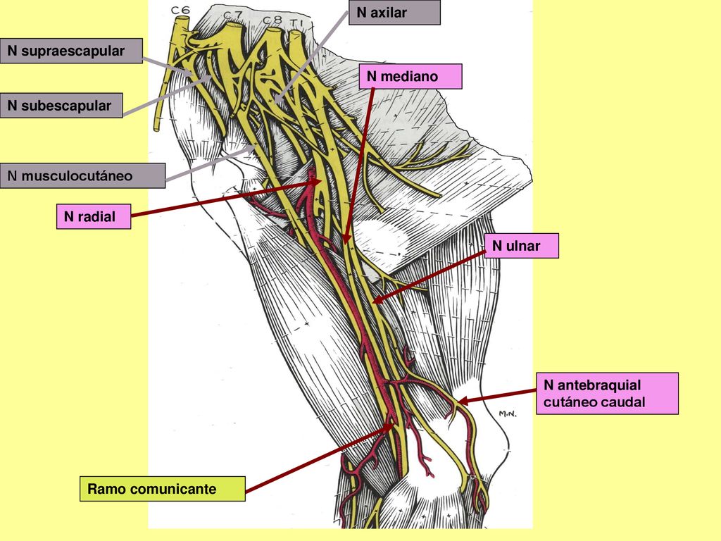 N axilar N supraescapular. N mediano. N subescapular. N musculocutáneo. N radial. N ulnar. N antebraquial cutáneo caudal.