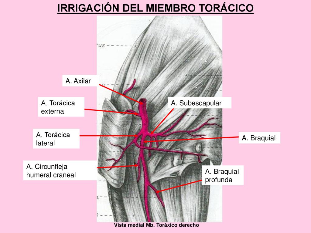 IRRIGACIÓN DEL MIEMBRO TORÁCICO Vista medial Mb. Toráxico derecho