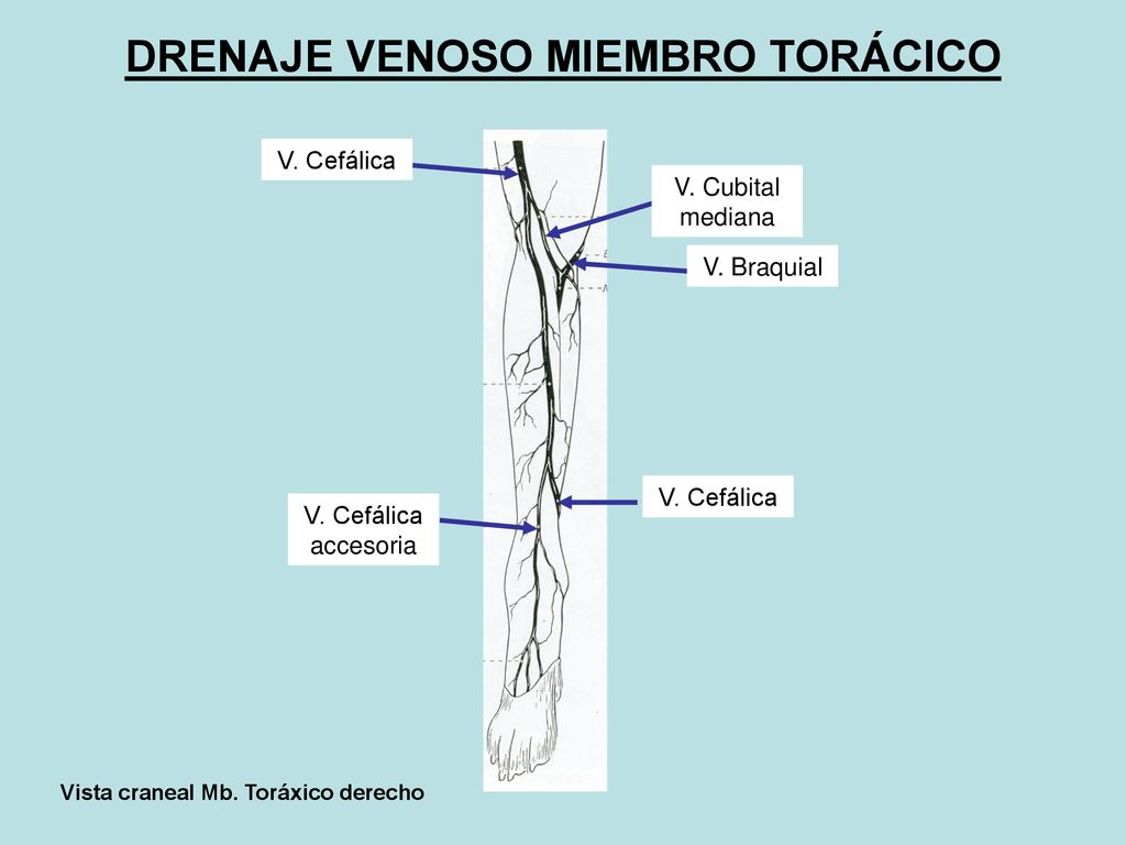 DRENAJE VENOSO MIEMBRO TORÁCICO Vista craneal Mb. Toráxico derecho