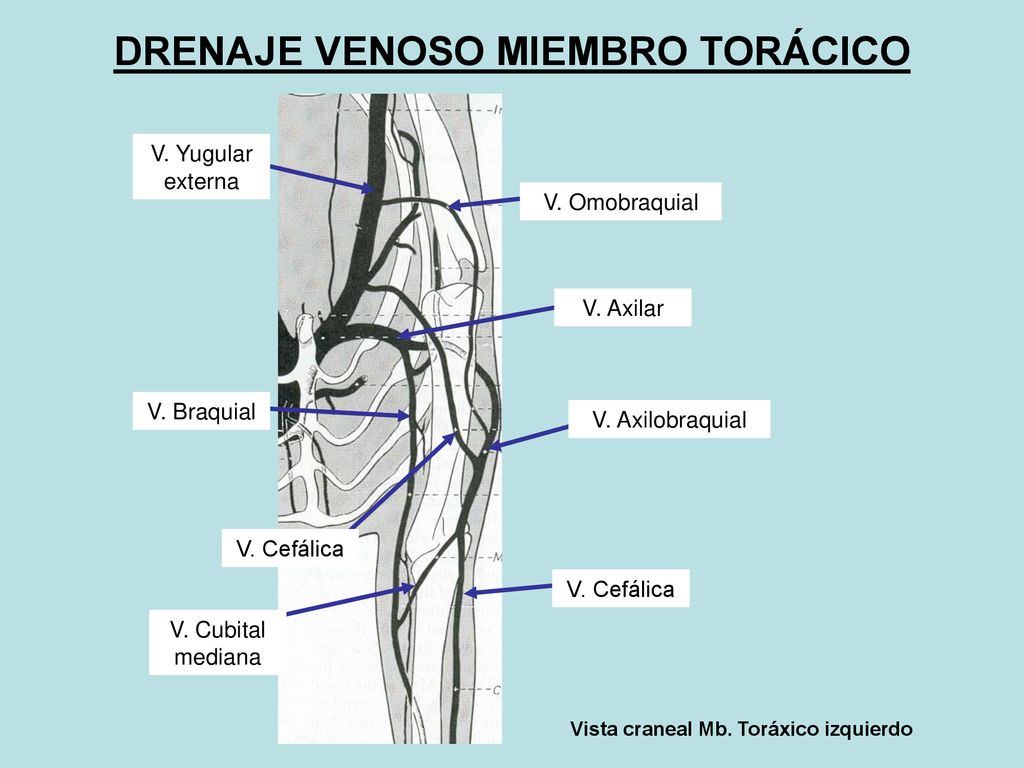 DRENAJE VENOSO MIEMBRO TORÁCICO Vista craneal Mb. Toráxico izquierdo