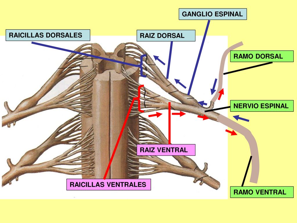 GANGLIO ESPINAL RAICILLAS DORSALES. RAIZ DORSAL. RAMO DORSAL. NERVIO ESPINAL. RAIZ VENTRAL. RAICILLAS VENTRALES.