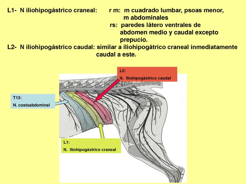 L1- N iliohipogástrico craneal: r m: m cuadrado lumbar, psoas menor,