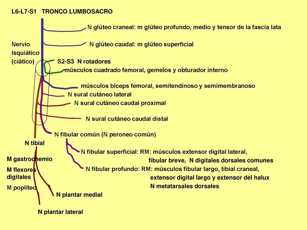 L6-L7-S1 TRONCO LUMBOSACRO N glúteo craneal: m glúteo profundo, medio y tensor de la fascia lata Nervio N glúteo caudal: m glúteo superficial Isquiático (ciático) S2-S3 N rotadores músculos cuadrado femoral, gemelos y obturador interno músculos bíceps femoral, semitendinoso y semimembranoso N sural cutáneo lateral N sural cutáneo caudal proximal N sural cutáneo caudal distal N fibular común (N peroneo común) N tibial N fibular superficial: RM: músculos extensor digital lateral, fibular breve, N digitales dorsales comunes N fibular profundo: RM: músculos fibular largo, tibial craneal, extensor digital largo y extensor del halux N metatarsales dorsales N plantar medial N plantar lateral