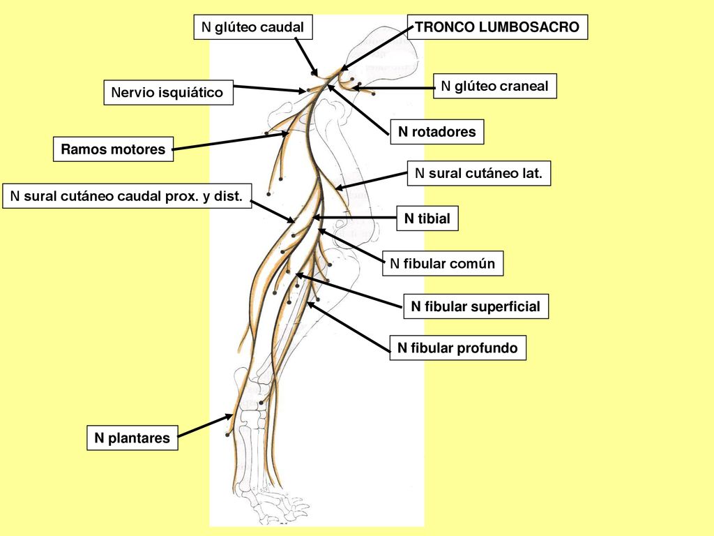 N glúteo caudal TRONCO LUMBOSACRO. N glúteo craneal. Nervio isquiático. N rotadores. Ramos motores.
