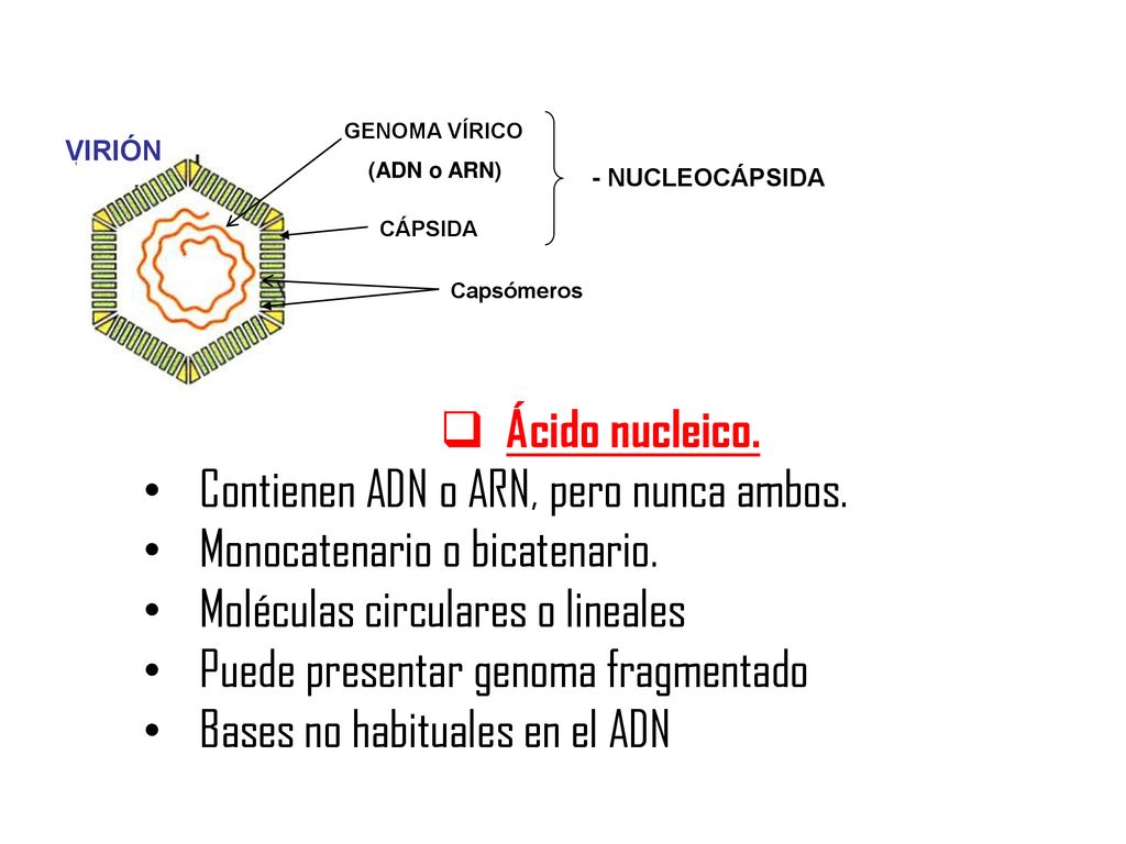 Contienen ADN o ARN, pero nunca ambos. Monocatenario o bicatenario.