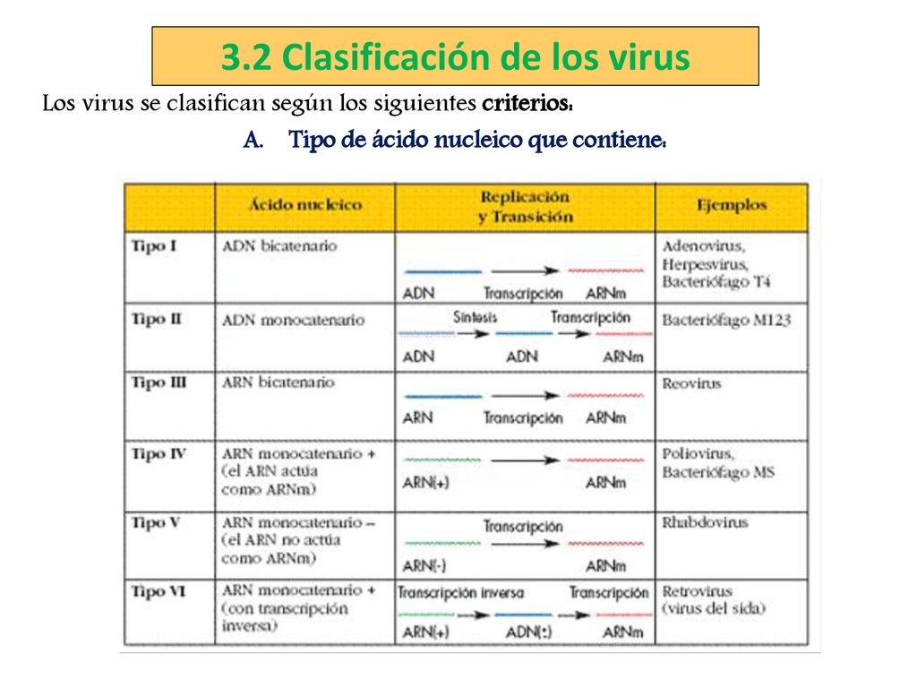 3.2 Clasificación de los virus Tipo de ácido nucleico que contiene: