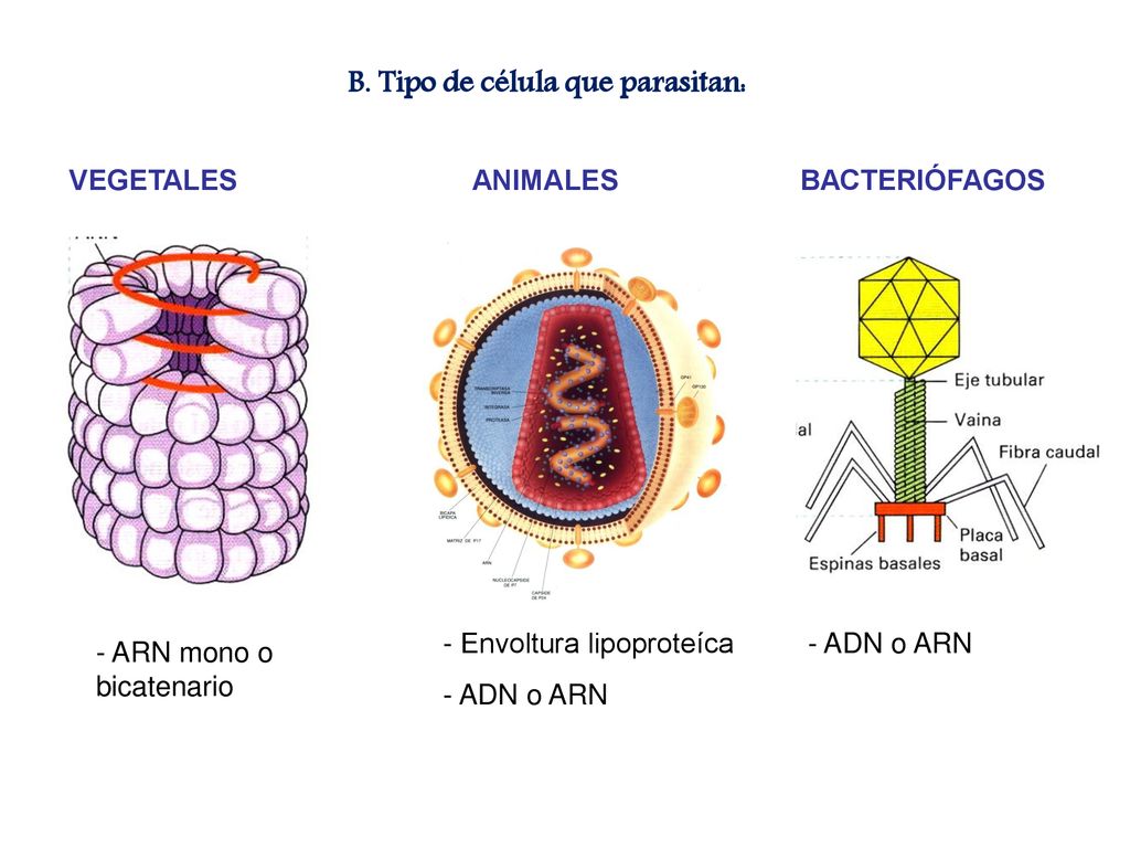 B. Tipo de célula que parasitan: