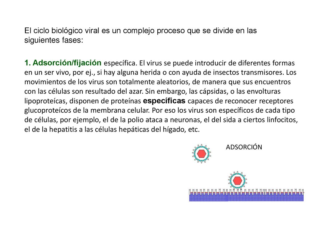 El ciclo biológico viral es un complejo proceso que se divide en las siguientes fases: