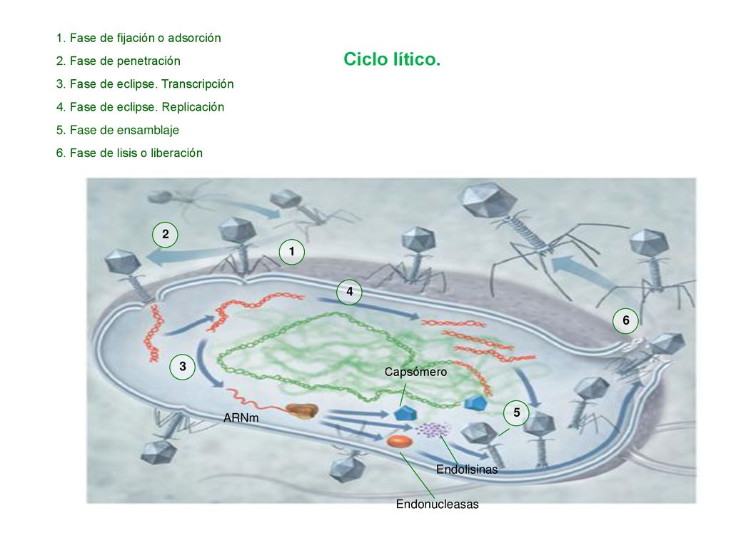 Ciclo lítico. 1. Fase de fijación o adsorción 2. Fase de penetración