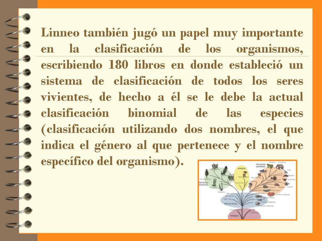 Linneo también jugó un papel muy importante en la clasificación de los organismos, escribiendo 180 libros en donde estableció un sistema de clasificación de todos los seres vivientes, de hecho a él se le debe la actual clasificación binomial de las especies (clasificación utilizando dos nombres, el que indica el género al que pertenece y el nombre específico del organismo).