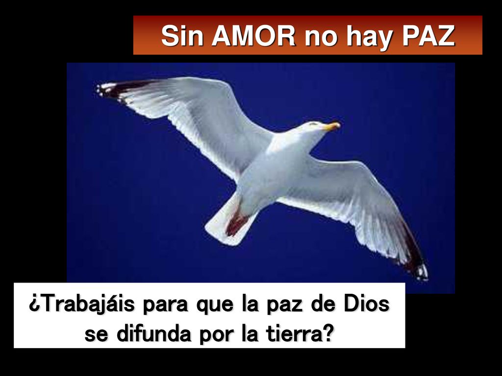 ¿Trabajáis para que la paz de Dios se difunda por la tierra