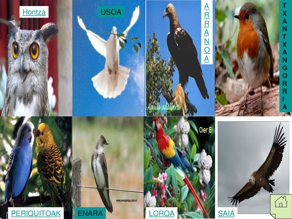 ARRANOA TXANTXANGORR I A Hontza USOA PERIQUITOAK ENARA LOROA SAIA
