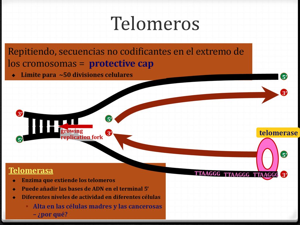 Telomeros Repitiendo, secuencias no codificantes en el extremo de los cromosomas = protective cap.