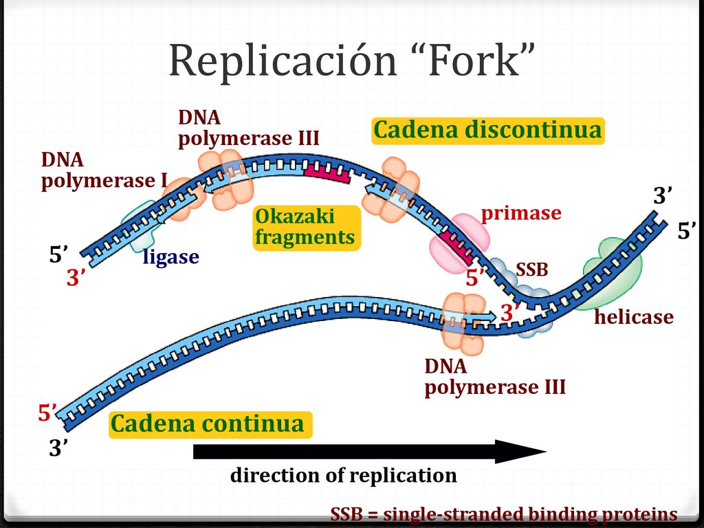 Replicación Fork Cadena discontinua Cadena continua 3’ 5’ 5’ 3’ 5’