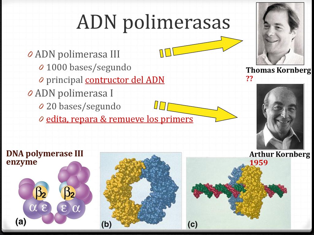 ADN polimerasas ADN polimerasa III ADN polimerasa I 1000 bases/segundo