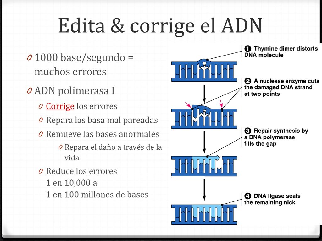 Edita & corrige el ADN 1000 base/segundo = muchos errores