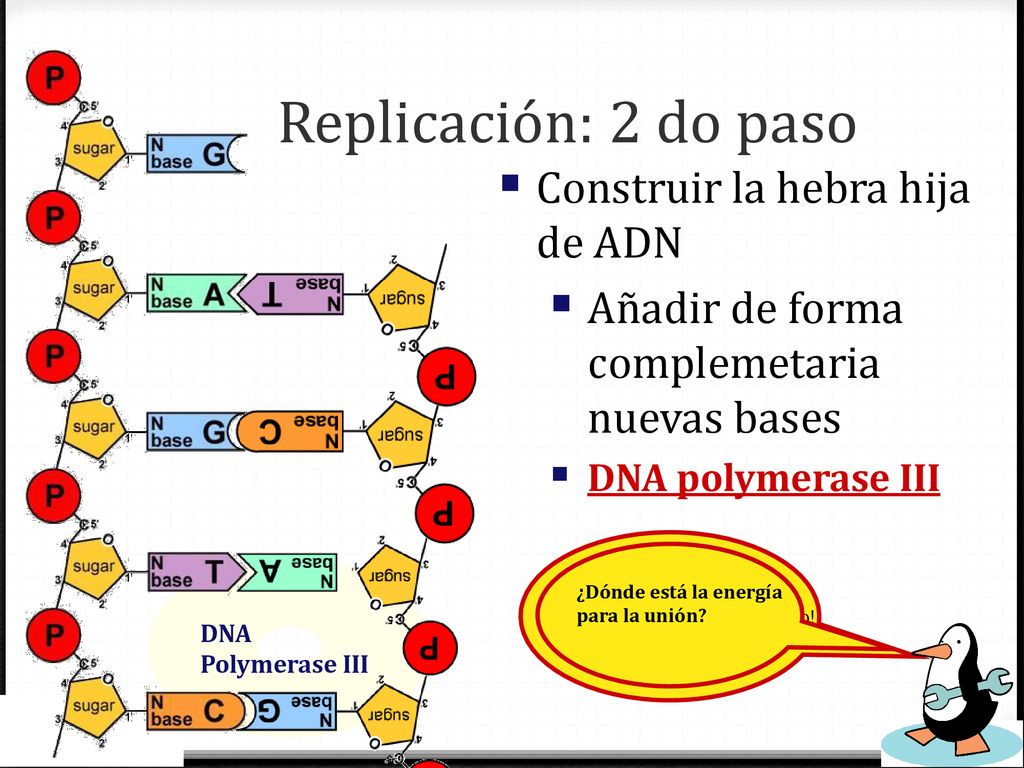 Replicación: 2 do paso Construir la hebra hija de ADN