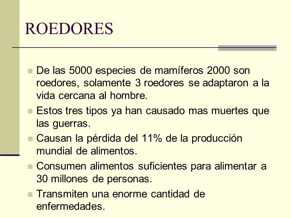 ROEDORES De las 5000 especies de mamíferos 2000 son roedores, solamente 3 roedores se adaptaron a la vida cercana al hombre.