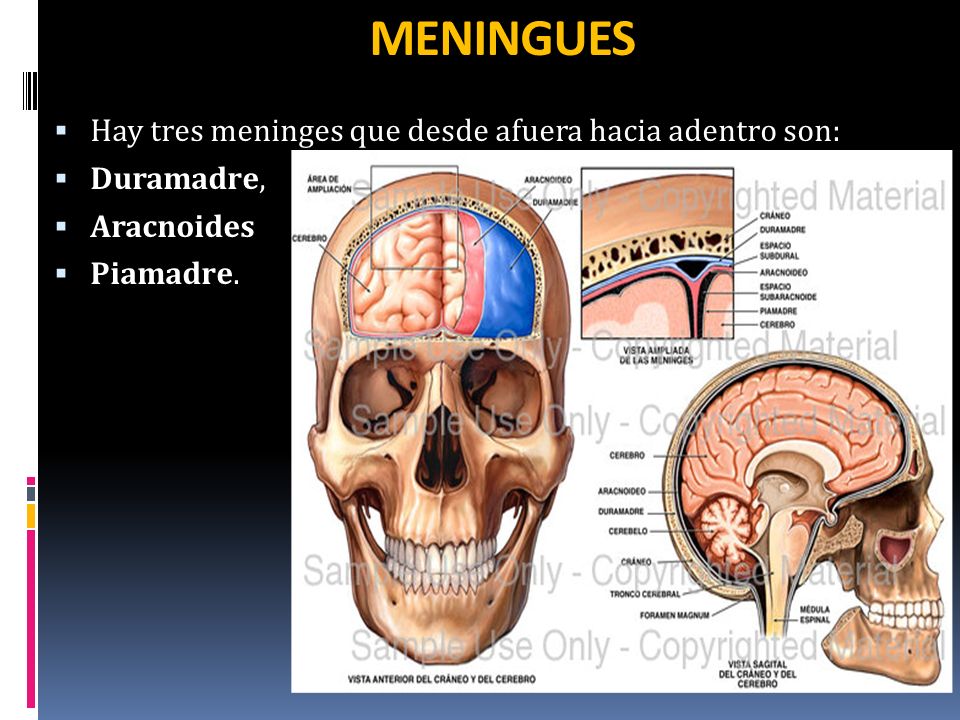 MENINGUES Hay tres meninges que desde afuera hacia adentro son: