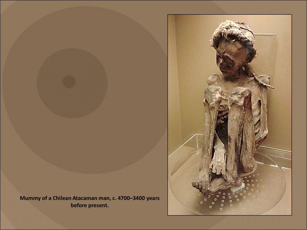 Mummy of a Chilean Atacaman man, c. 4700–3400 years before present.