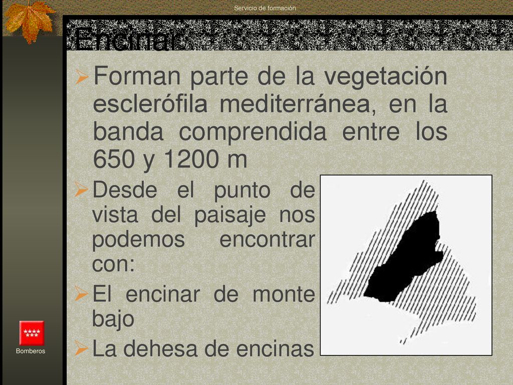 Servicio de formación Encinar. Forman parte de la vegetación esclerófila mediterránea, en la banda comprendida entre los 650 y 1200 m.