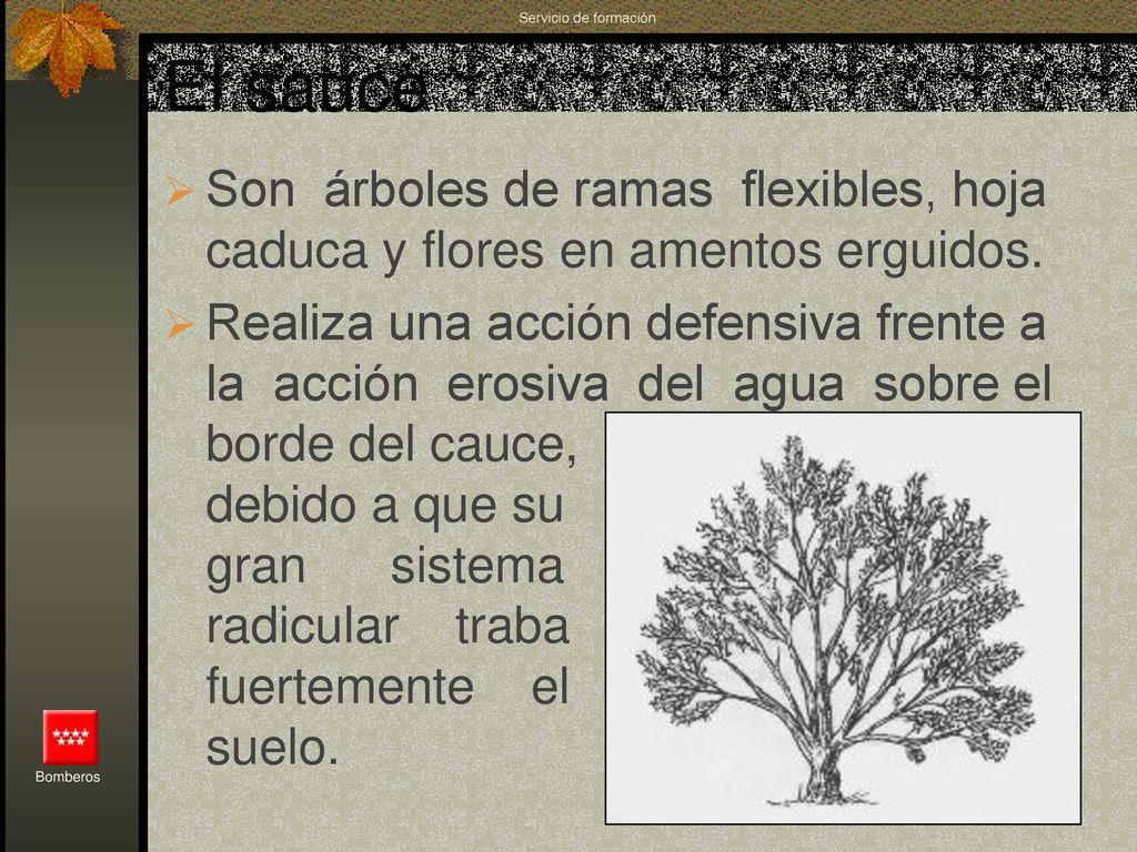 Servicio de formación El sauce. Son árboles de ramas flexibles, hoja caduca y flores en amentos erguidos.