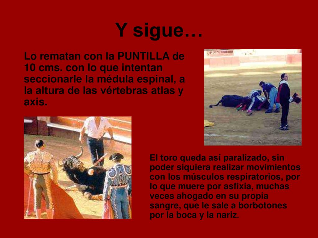 Y sigue… Lo rematan con la PUNTILLA de 10 cms. con lo que intentan seccionarle la médula espinal, a la altura de las vértebras atlas y axis.