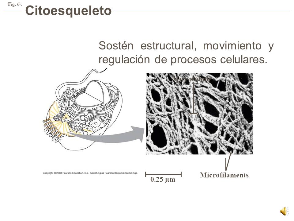 Fig Citoesqueleto. Sostén estructural, movimiento y regulación de procesos celulares. Microtubule.