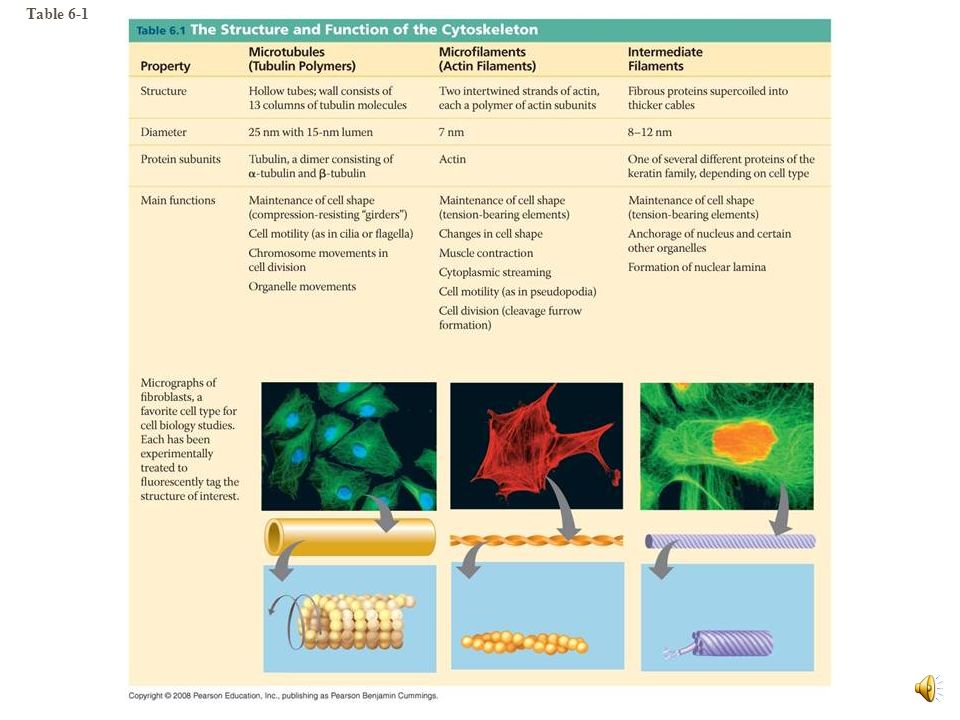 Table 6-1 Table µm 10 µm 10 µm Column of tubulin dimers