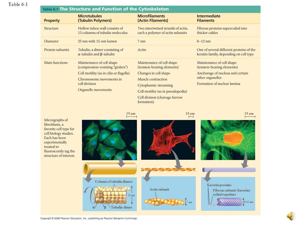 Table 6-1 Table µm 10 µm 10 µm Column of tubulin dimers