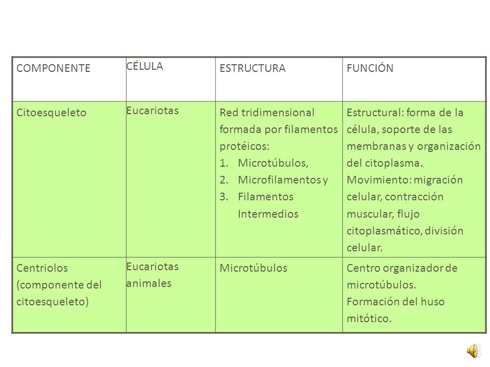 COMPONENTE CÉLULA. ESTRUCTURA. FUNCIÓN. Citoesqueleto. Eucariotas. Red tridimensional formada por filamentos protéicos: