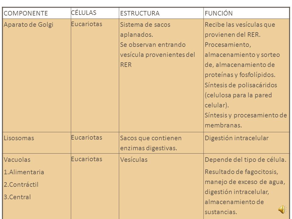 COMPONENTE CÉLULAS. ESTRUCTURA. FUNCIÓN. Aparato de Golgi. Eucariotas. Sistema de sacos aplanados.