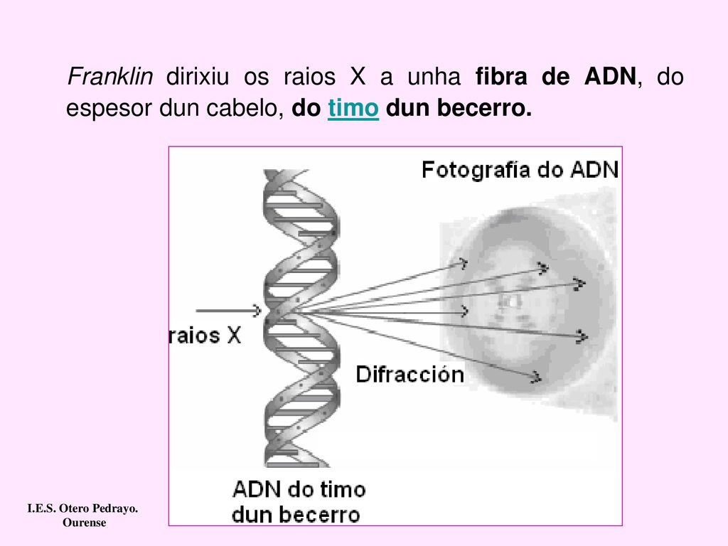 Franklin dirixiu os raios X a unha fibra de ADN, do espesor dun cabelo, do timo dun becerro.