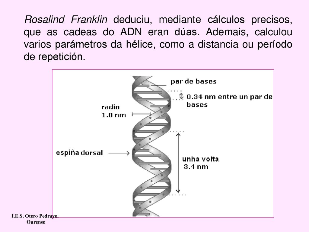 Rosalind Franklin deduciu, mediante cálculos precisos, que as cadeas do ADN eran dúas. Ademais, calculou varios parámetros da hélice, como a distancia ou período de repetición.