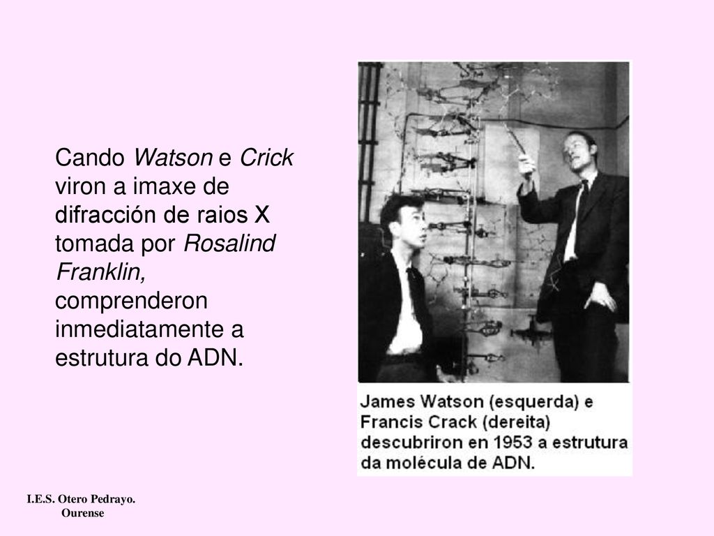 Cando Watson e Crick viron a imaxe de difracción de raios X tomada por Rosalind Franklin, comprenderon inmediatamente a estrutura do ADN.