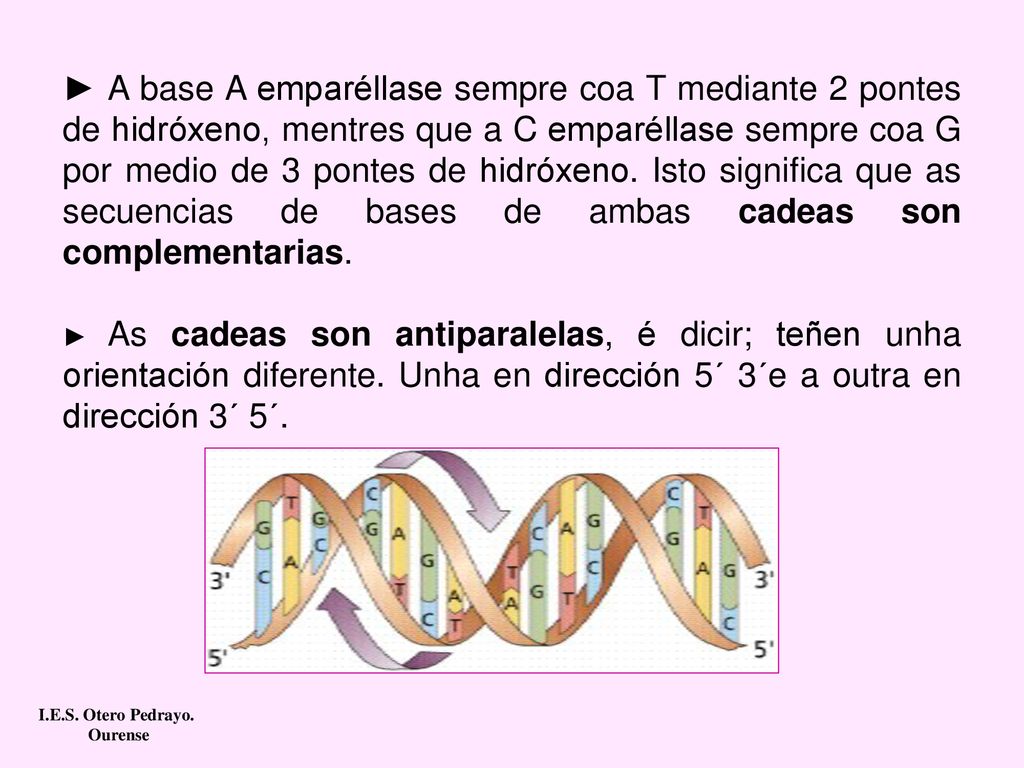 ► A base A emparéllase sempre coa T mediante 2 pontes de hidróxeno, mentres que a C emparéllase sempre coa G por medio de 3 pontes de hidróxeno. Isto significa que as secuencias de bases de ambas cadeas son complementarias.